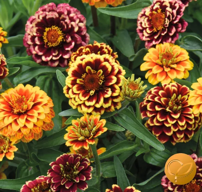 aztec-sunset-zinnia-seeds Aztec Sunset Zinnia Seeds