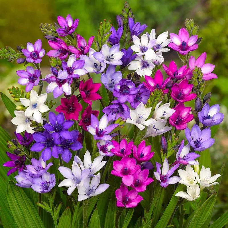 baboon-flowers-babiana-stricta-mixture-12-pk (Baboon Flowers) Babiana Stricta Mixture (12/pk)
