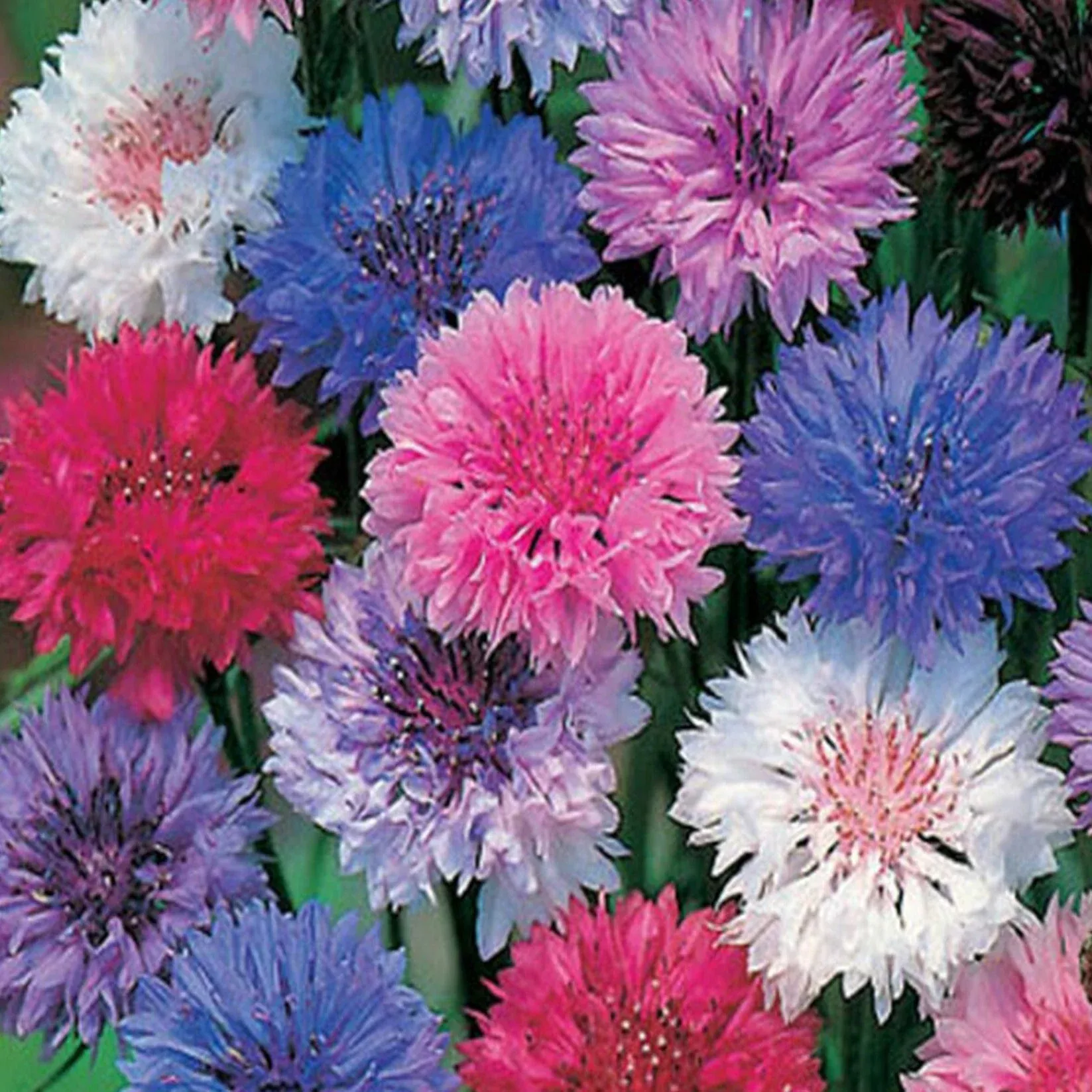 bachelor-button-polka-dot-mix-flower-seeds Bachelor Button Polka Dot Mix Flower Seeds