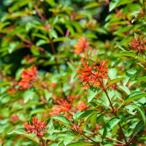 backorder-firebush-plant-6-inch (Backorder) Firebush Plant - 6 inch
