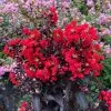 backorder-spring-2026-proven-winners-center-stage-red-crape-myrtle-plant-2-gallo (Backorder Spring 2026) Proven Winners Center Stage Red Crape Myrtle Plant - 2 Gallon