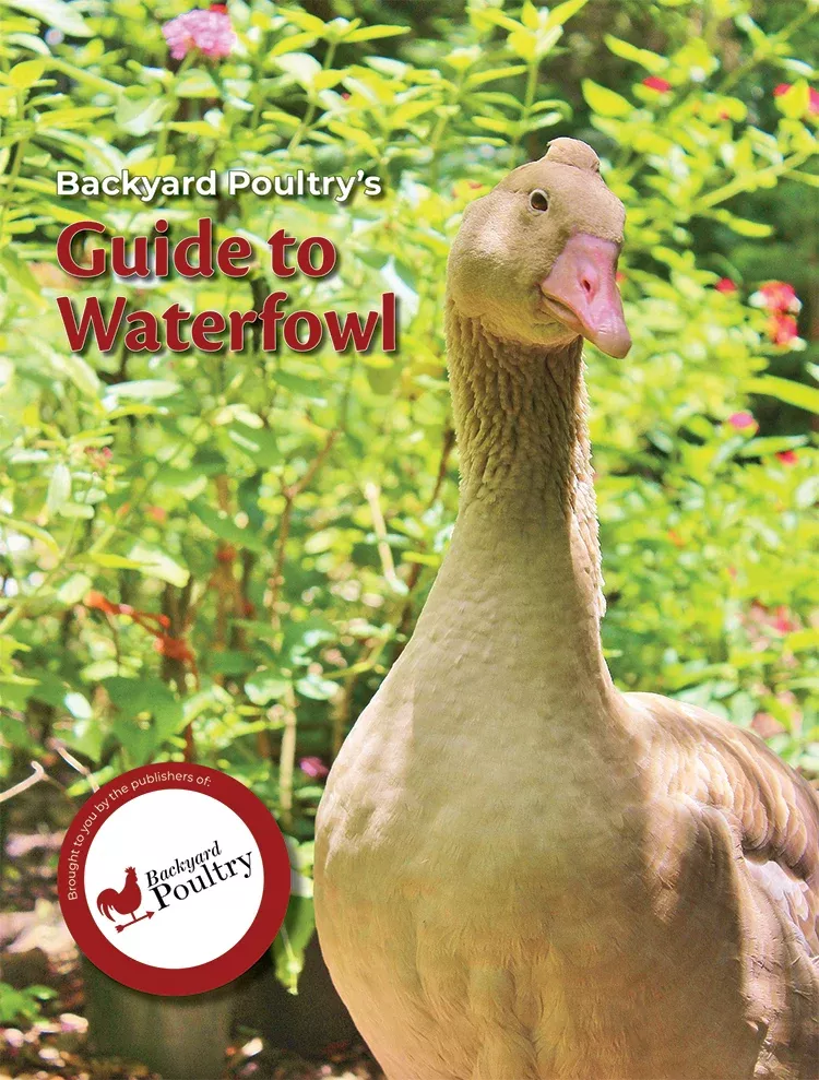 backyard-poultry-s-guide-to-waterfowl Backyard Poultry's Guide to Waterfowl