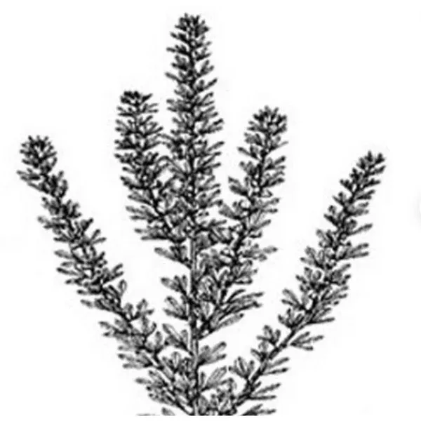 bad-harvest-2026-au-grazer-lespedeza-seed (Bad Harvest 2026) AU Grazer Lespedeza Seed