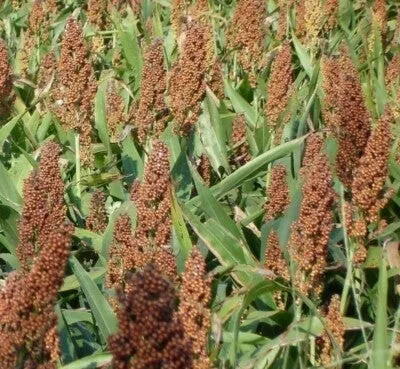 bad-harvest-2026-rox-orange-cane-sorghum-seeds (Bad Harvest 2026) Rox Orange Cane Sorghum Seeds