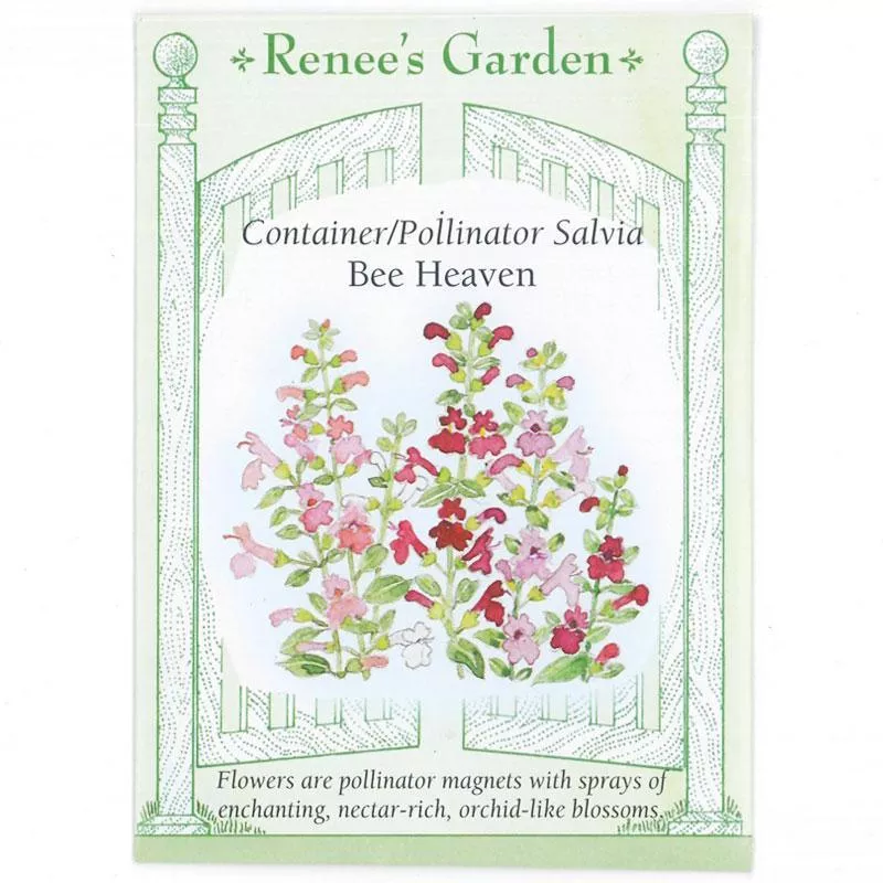 ‘Bee Heaven’ Container Pollinator Salvia Seeds