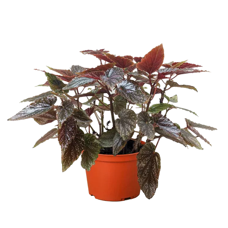 begonia-corallina Begonia 'Corallina'
