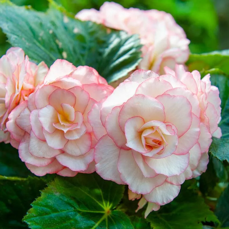 begonia-double-bouton-de-rose-pack-2 Begonia Double Bouton de Rose (Pack of 2)