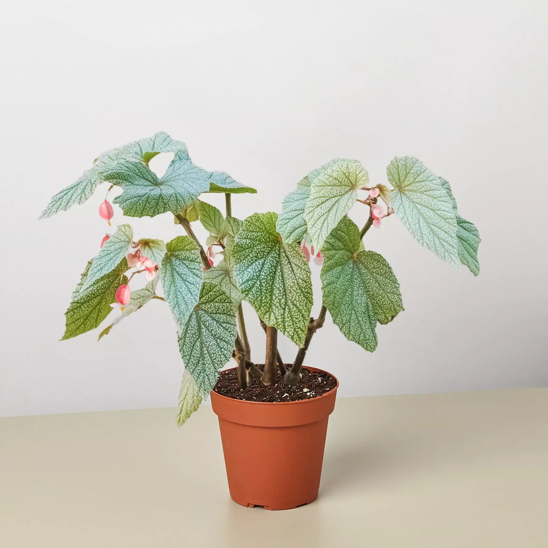 begonia-frosty Begonia 'Frosty'