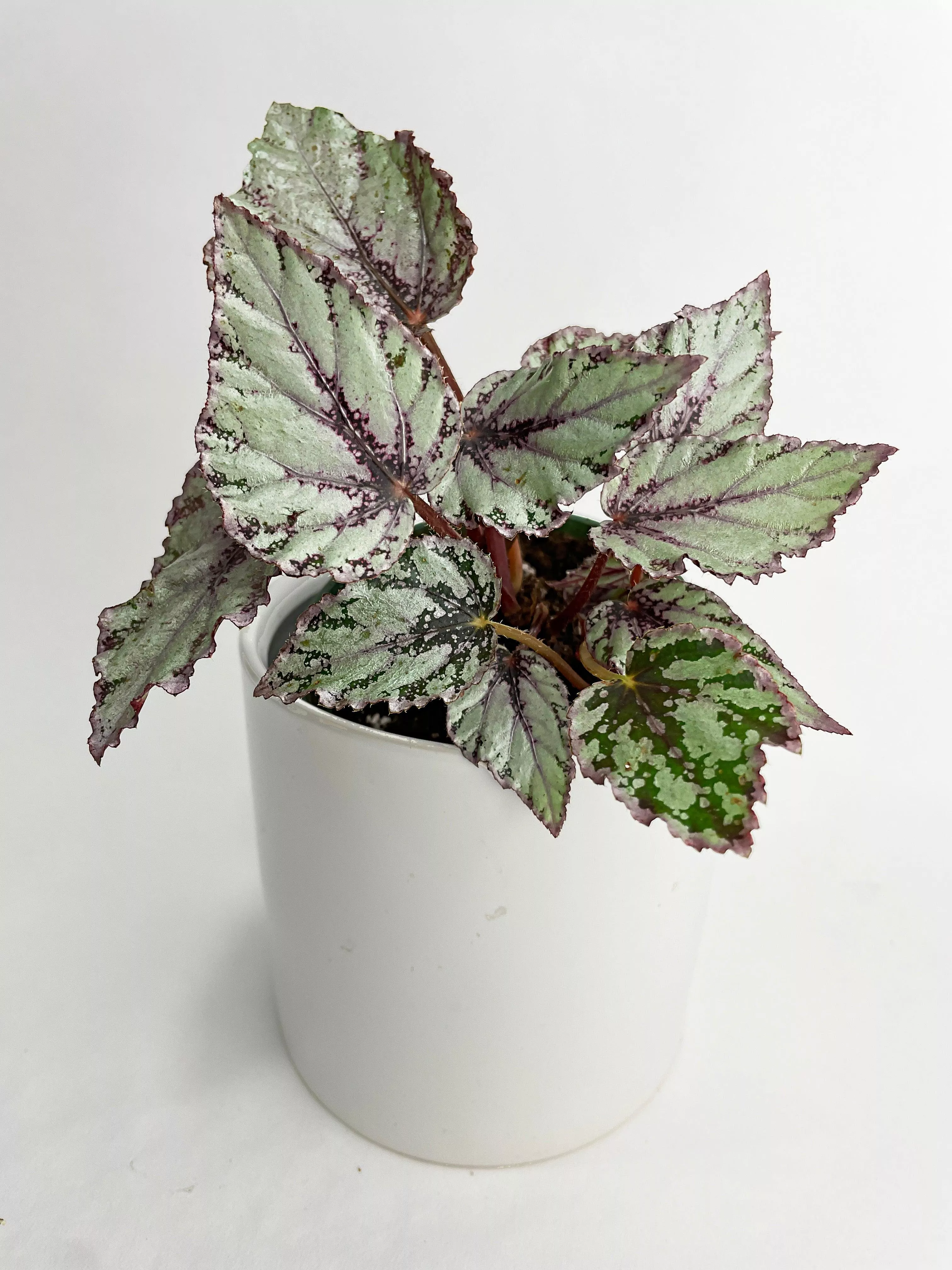 begonia-ice-pop-ideal-blue-silver Begonia 'Ice Pop' Ideal Blue Silver