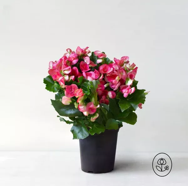 begonia-plant-6-inch-plant Begonia Plant - 6 Inch Plant