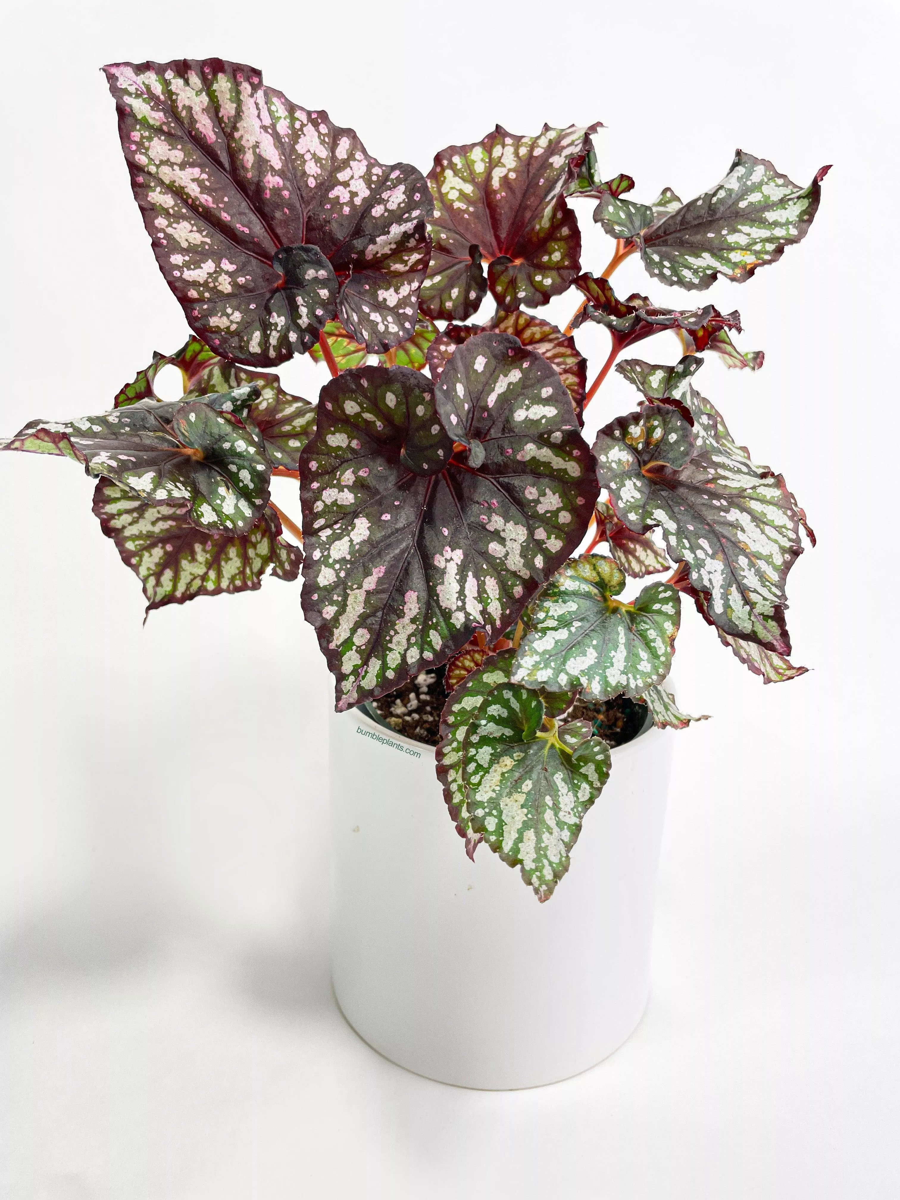 begonia-rex-king-cumbia Begonia Rex King Cumbia