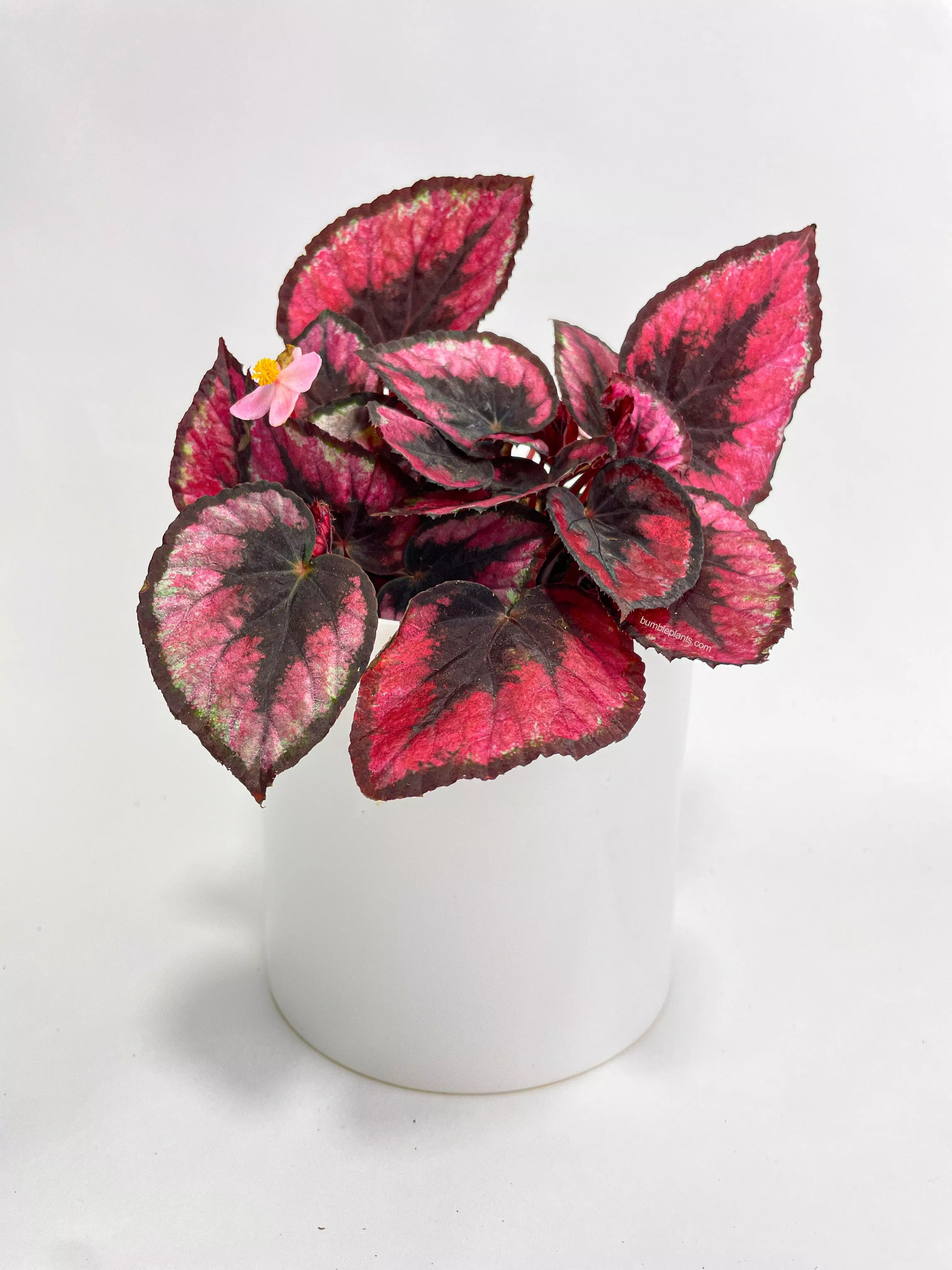 Begonia Rex 'Red Kiss'
