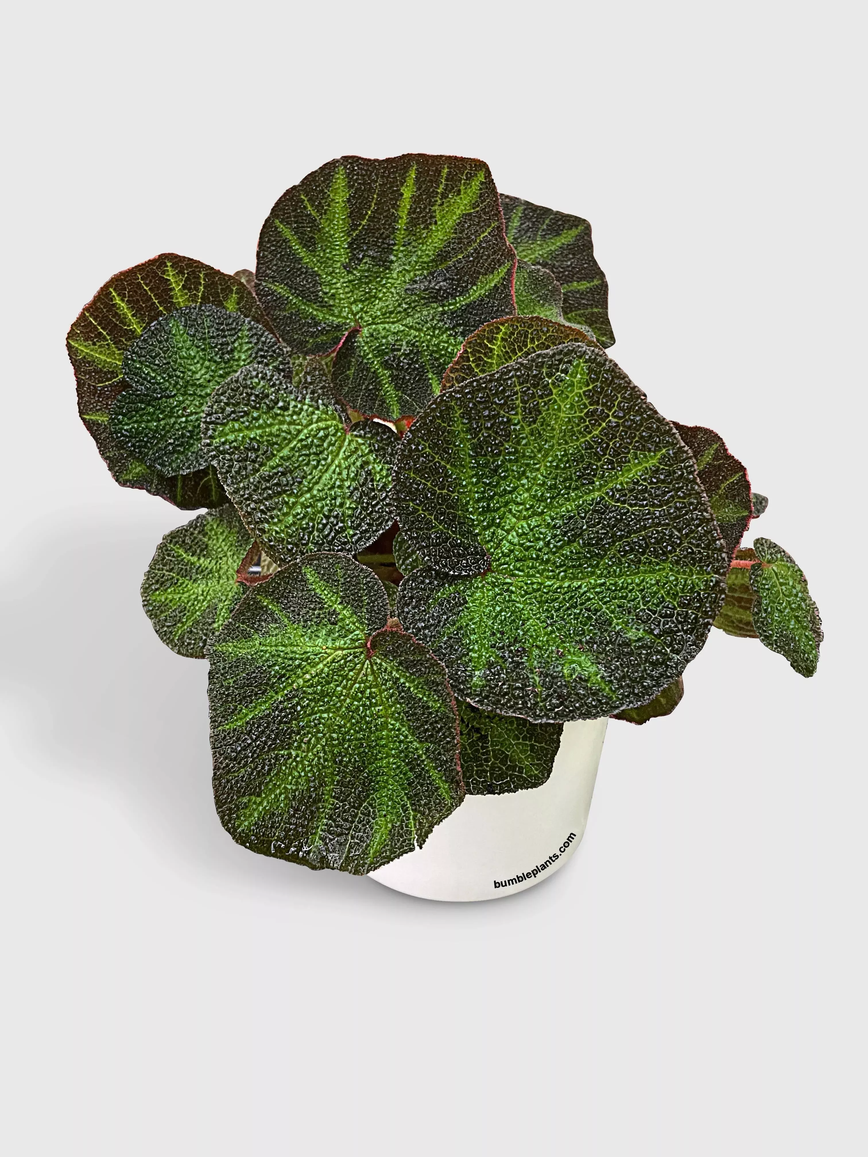 begonia-soli-mutata-sun-changing-begonia Begonia Soli-Mutata (Sun-Changing Begonia)