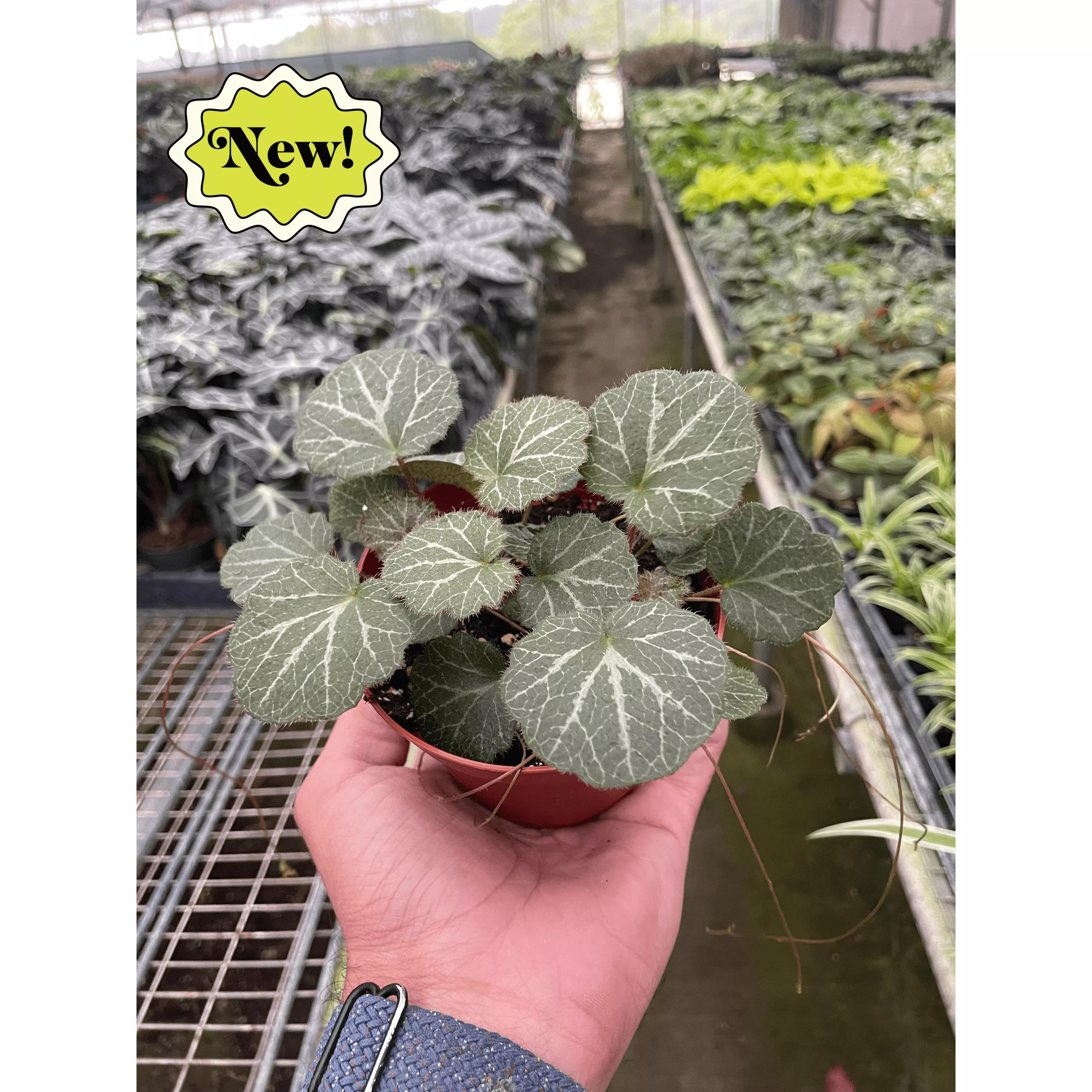begonia-strawberry Begonia 'Strawberry'