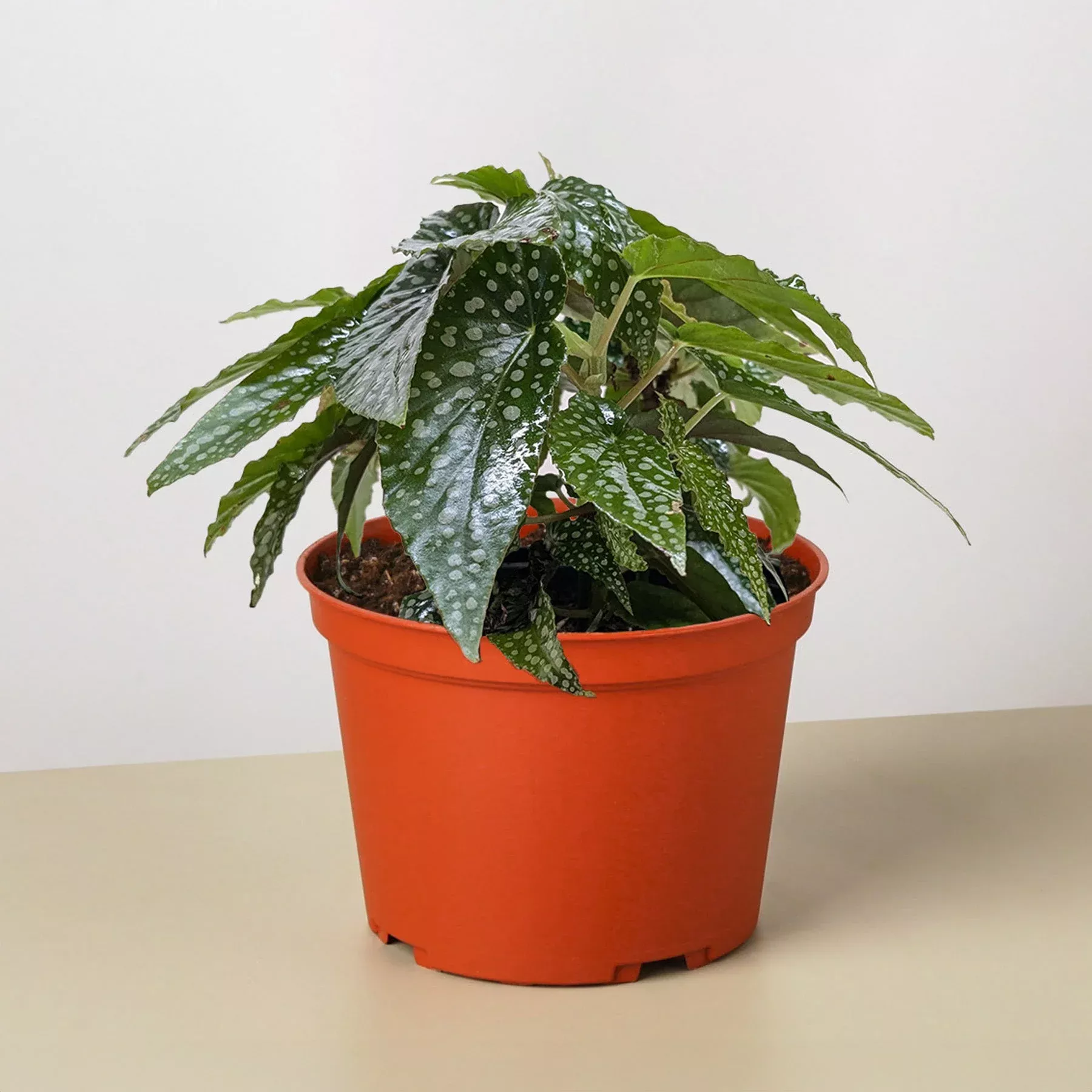 begonia-white-ice Begonia 'White Ice'