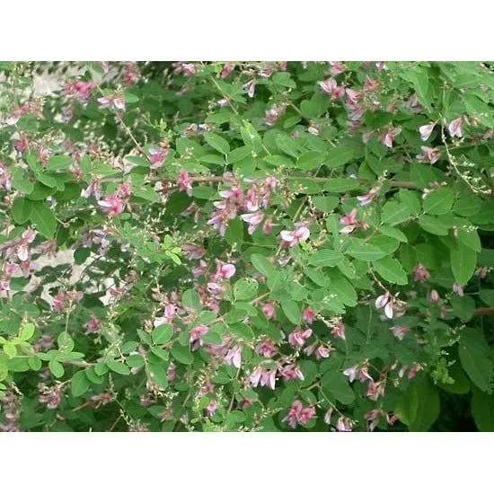 bicolor-lespedeza-seed-discontinued Bicolor Lespedeza Seed (Discontinued)