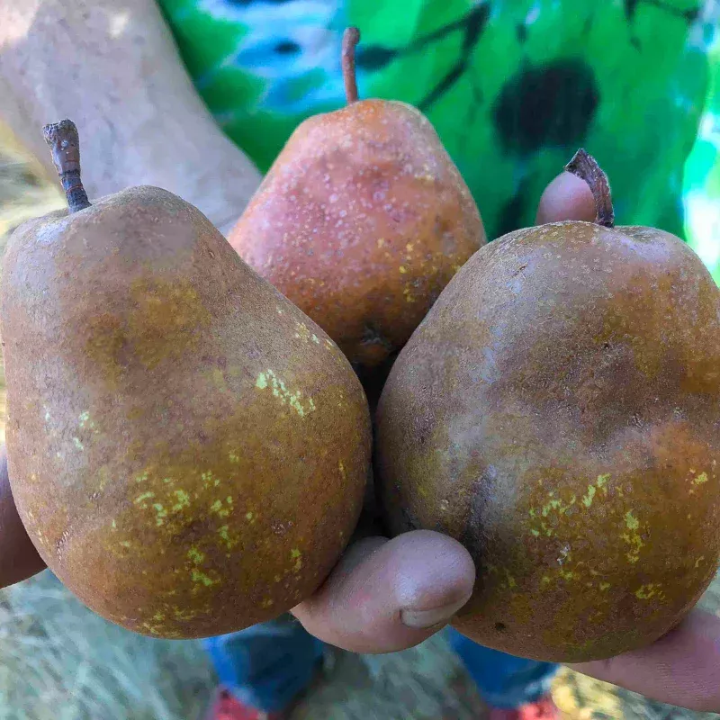 big-brown-pear-tree Big Brown Pear Tree