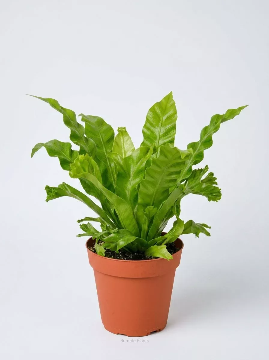 bird-s-nest-leslie-fern Bird’s Nest Leslie Fern