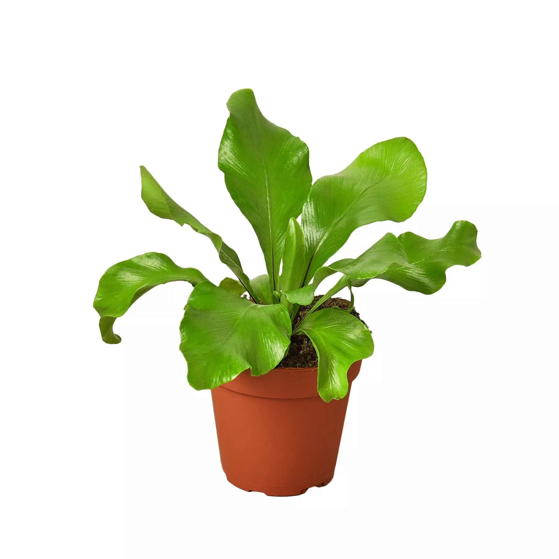 bird-s-nest-nidus-fern-4-pot-nursery-pot-only Bird's Nest 'Nidus' Fern - 4" Pot - NURSERY POT ONLY
