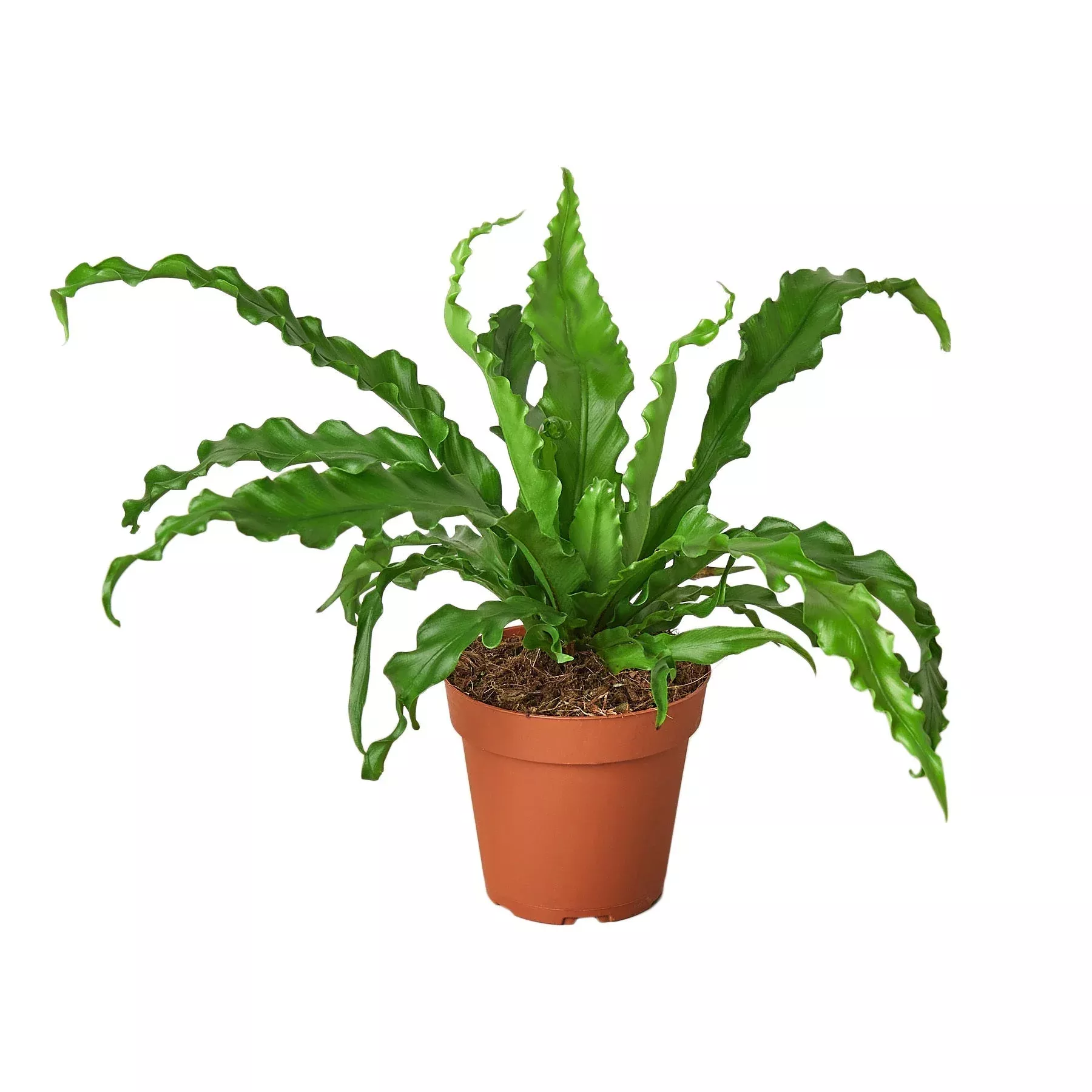 bird-s-nest-victoria-fern Bird’s Nest 'Victoria' Fern