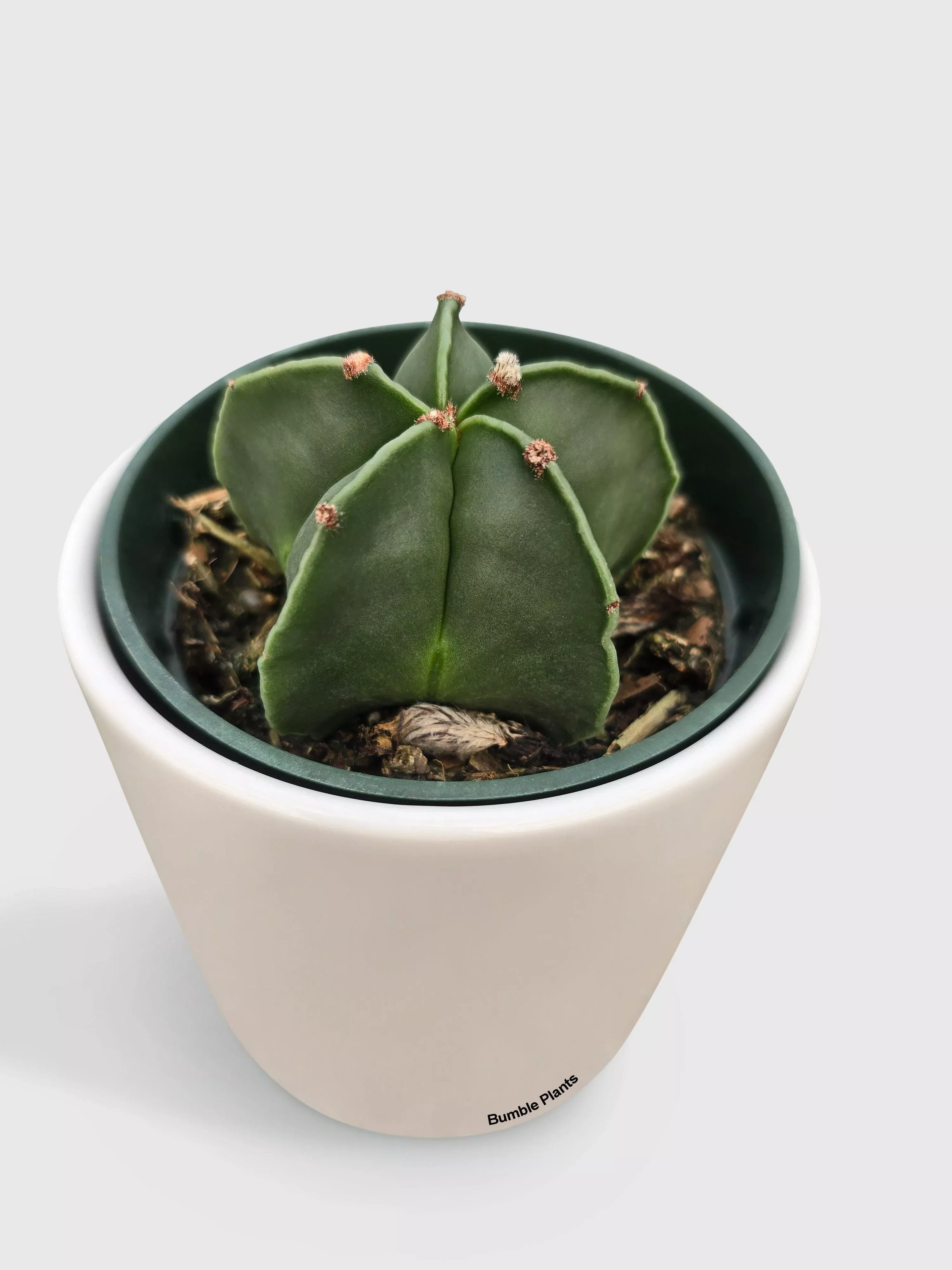 bishop-star-cap-cactus-astrophytum-myriostigma Bishop Star Cap Cactus 'Astrophytum Myriostigma'