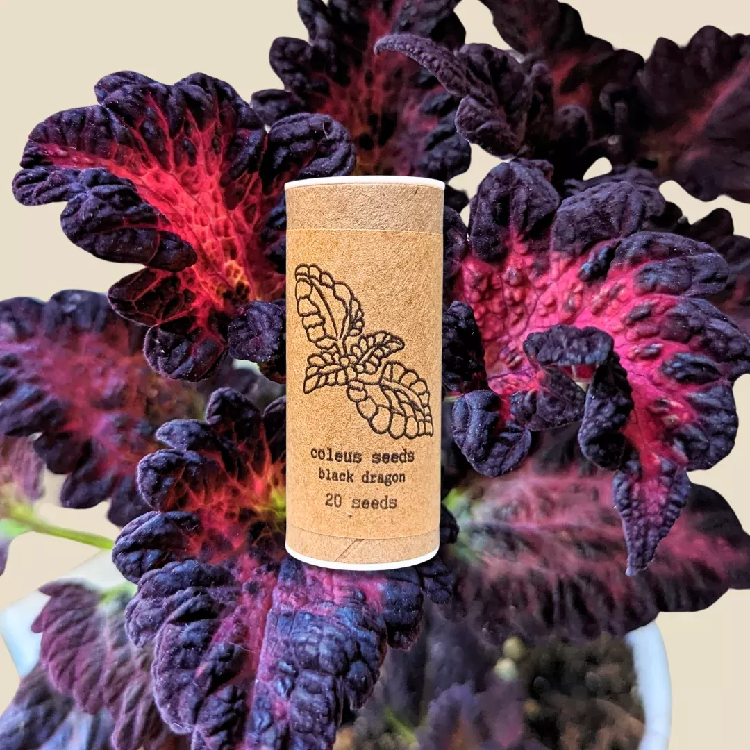black-dragon-coleus-seeds Black Dragon Coleus Seeds