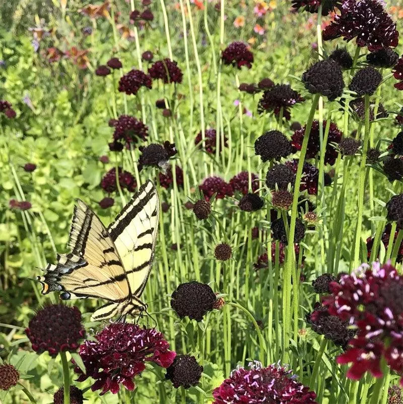 black-knight-scabiosa-seeds Black Knight Scabiosa Seeds
