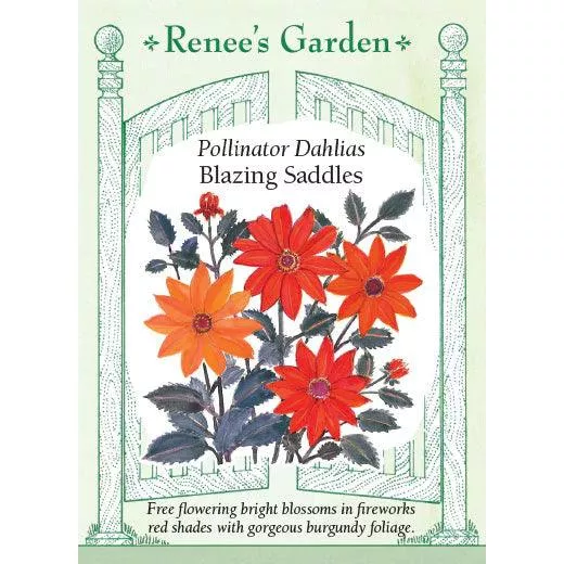 ‘Blazing Saddles’ Pollinator Dahlia Seeds