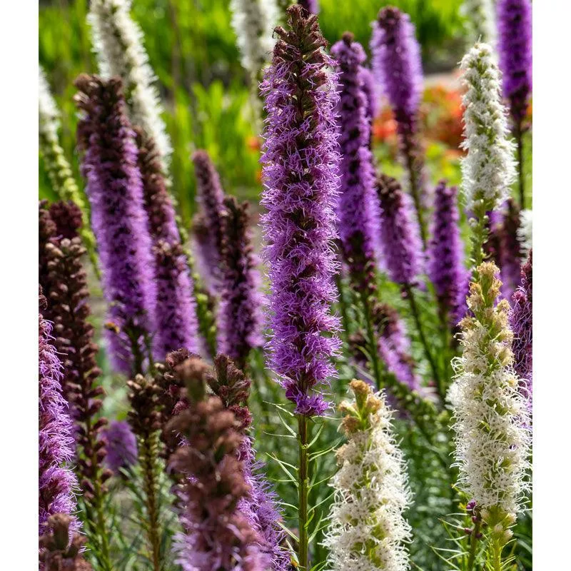 blazing-star-liatris-mixture-10-pk (Blazing Star) Liatris Mixture (10/pk)