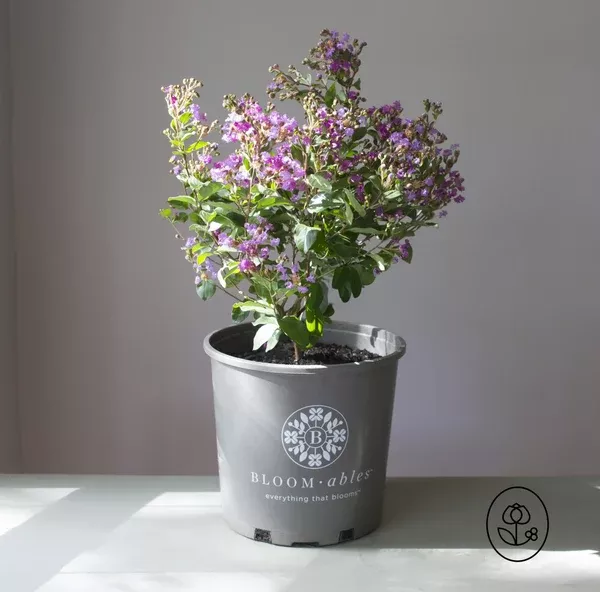 bloomables-crape-myrtle-2-gallon Bloomables Crape Myrtle- 2 Gallon
