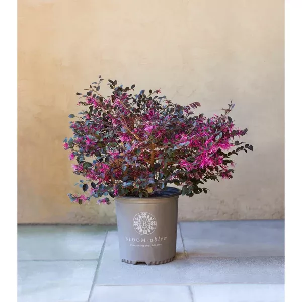 bloomables-loropetalum-plant-2-gallon Bloomables Loropetalum Plant - 2 Gallon