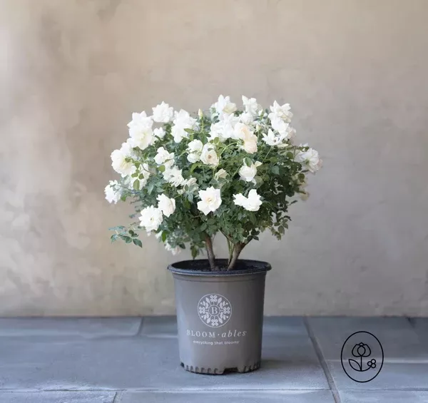 bloomables-rose-plant-2-gallon Bloomables Rose Plant - 2 Gallon