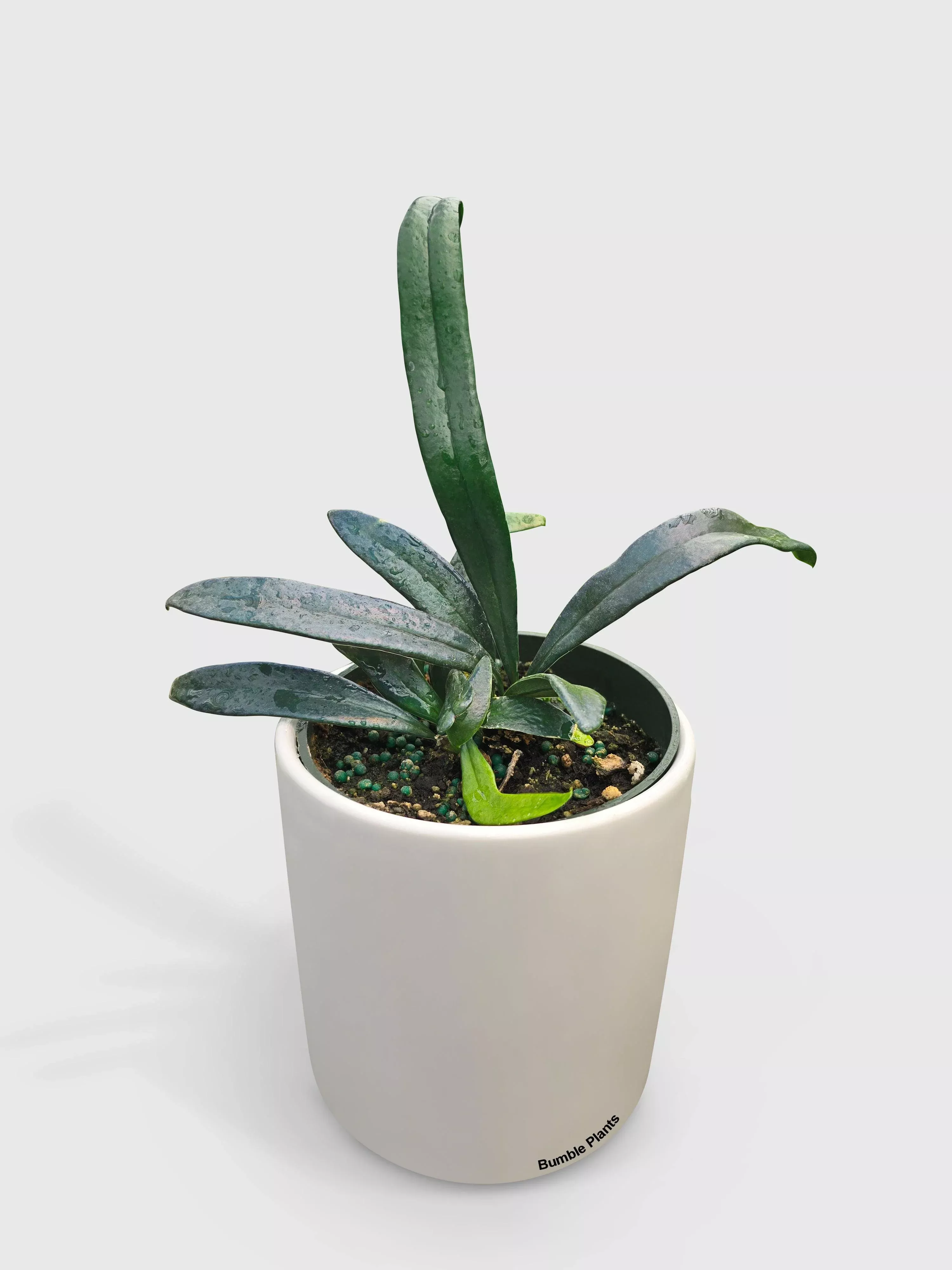 blue-oil-fern-microsorum-thailandicum Blue Oil Fern 'Microsorum Thailandicum'