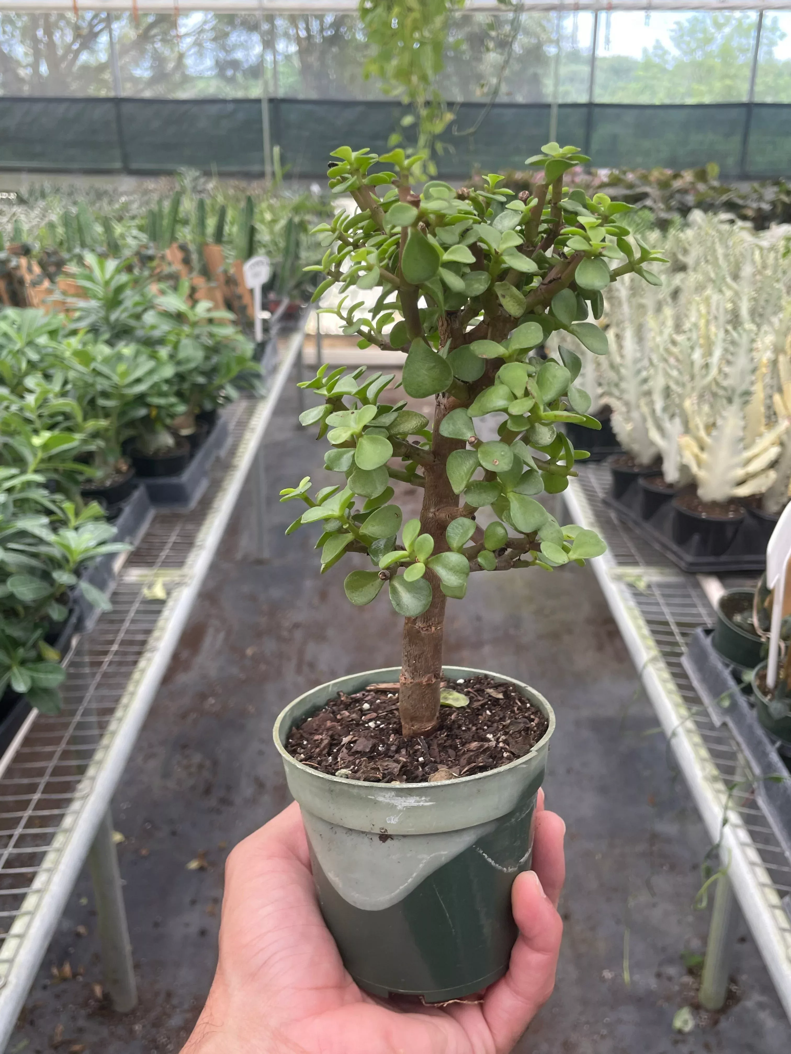 bonsai-jade-dwarf-green Bonsai Jade Dwarf Green