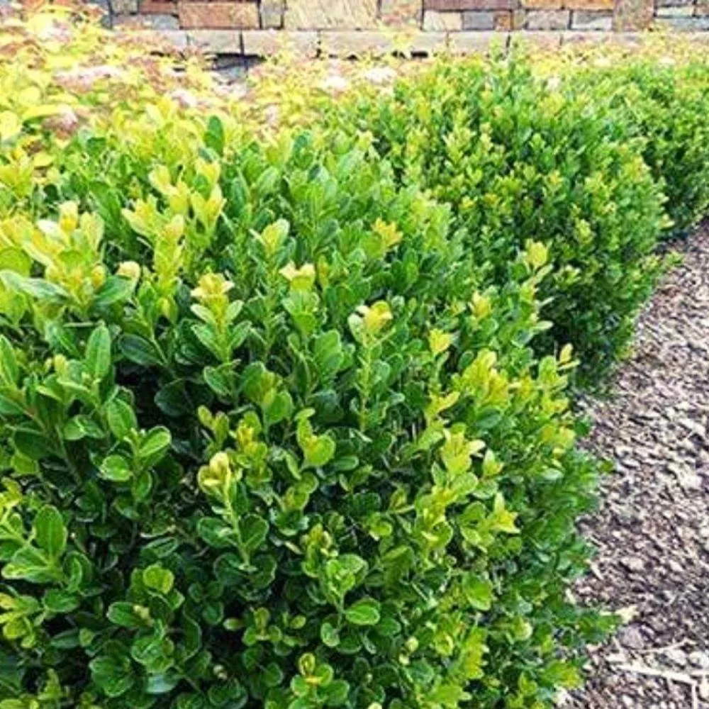 boxwood-baby-gem-3 BOXWOOD Baby Gem #3