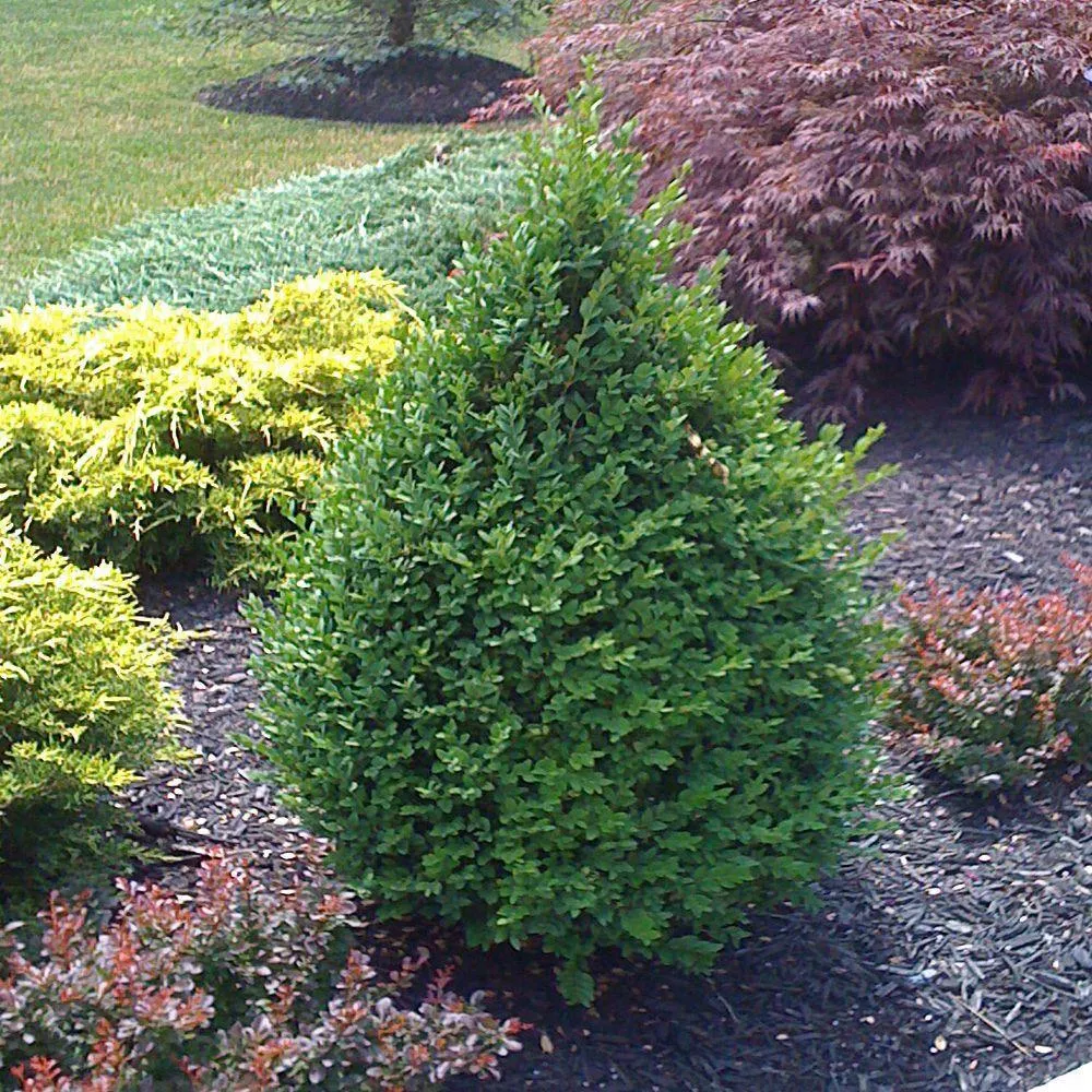 boxwood-green-mountain-7 BOXWOOD Green Mountain #7
