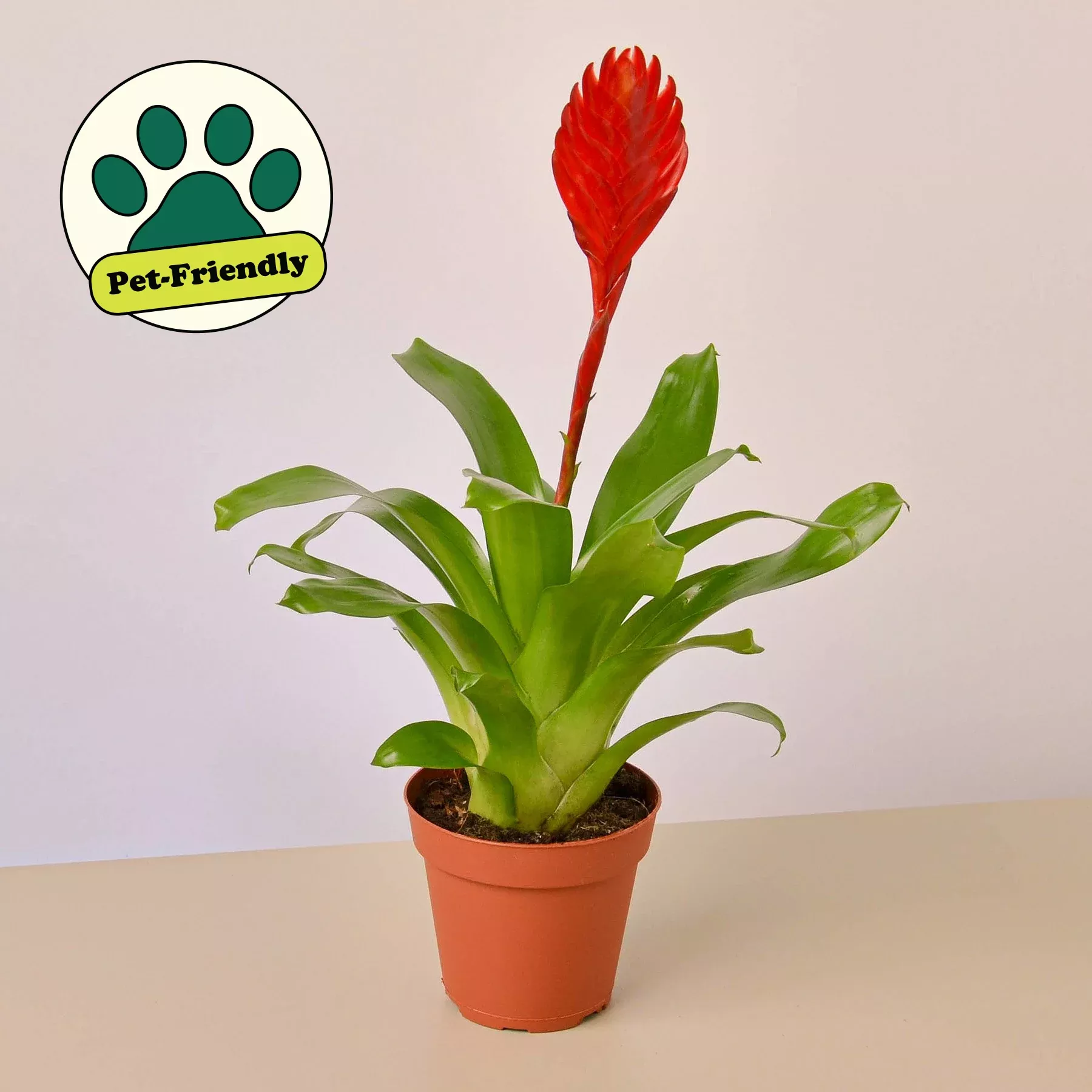 bromeliad-christiane Bromeliad 'Christiane'