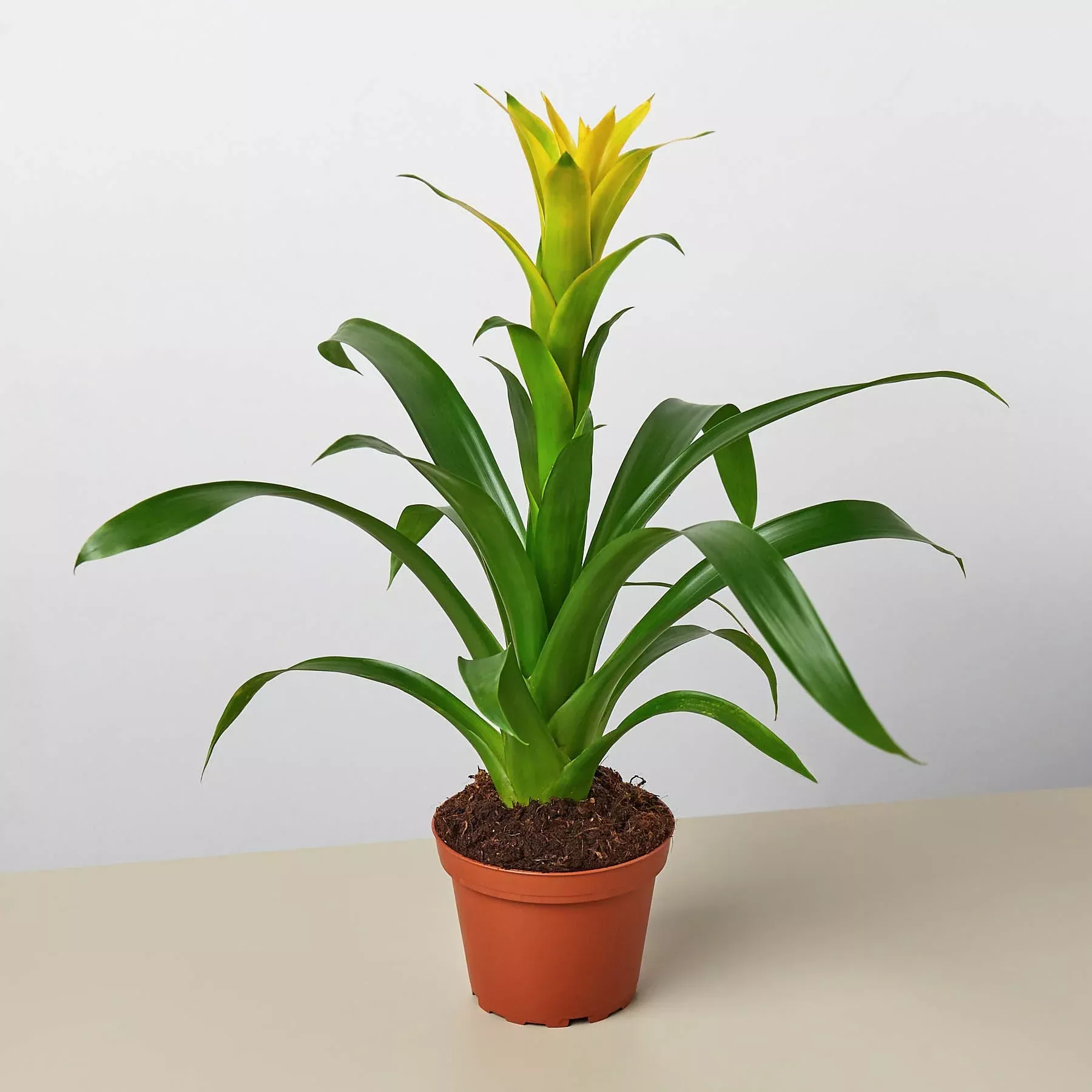 bromeliad-guzmania-yellow-4-pot Bromeliad Guzmania 'Yellow' - 4" Pot
