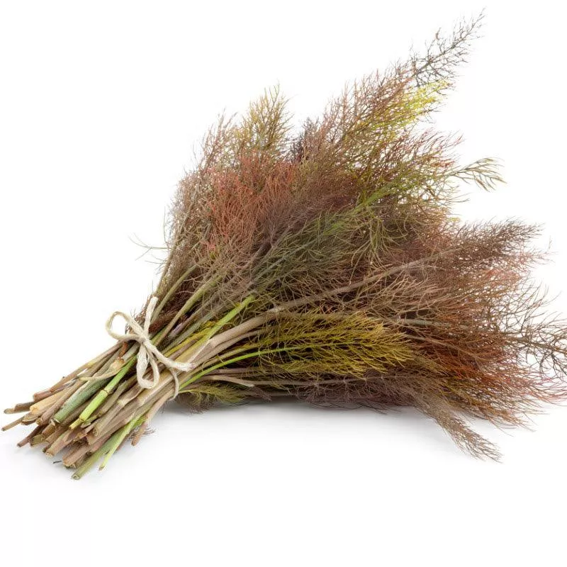Bronze Fennel Seeds (Organic)