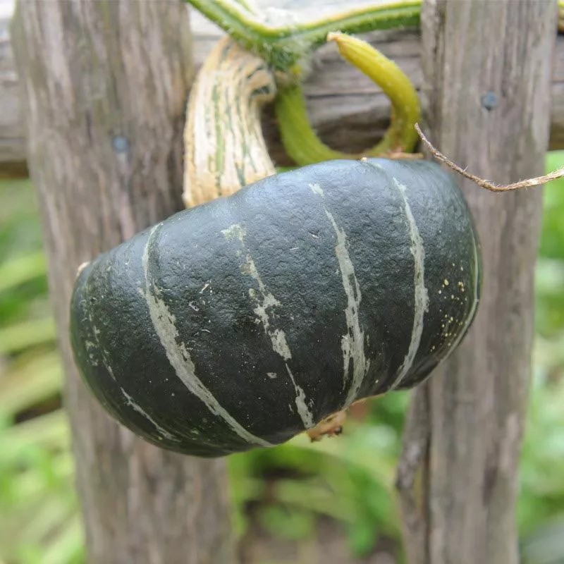 Burgess Buttercup Winter Squash Seeds (Organic)