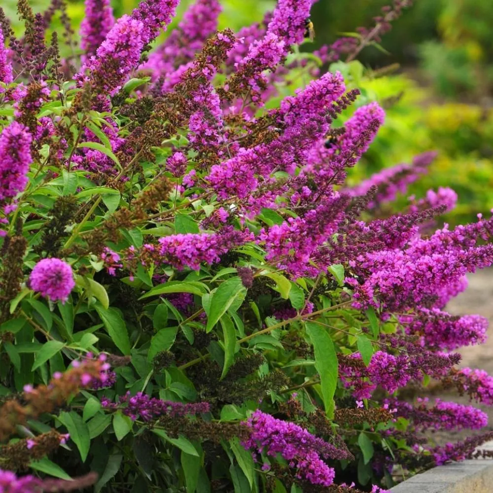 butterfly-bush-flutterby-tutti-fruitti-pink-3 BUTTERFLY BUSH Flutterby Tutti Fruitti Pink#3