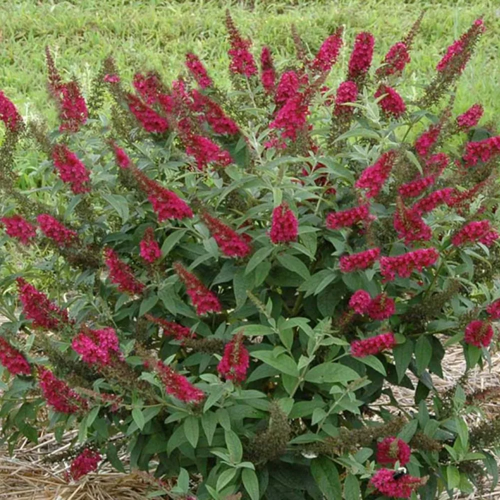 butterfly-bush-miss-molly-3 BUTTERFLY BUSH Miss Molly #3
