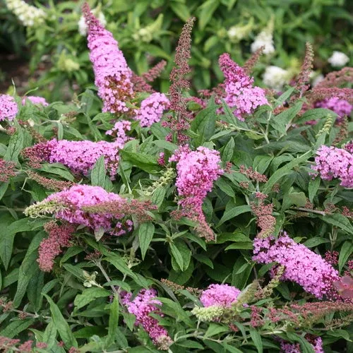 butterfly-bush-pugster-pink-3 BUTTERFLY BUSH Pugster Pink #3