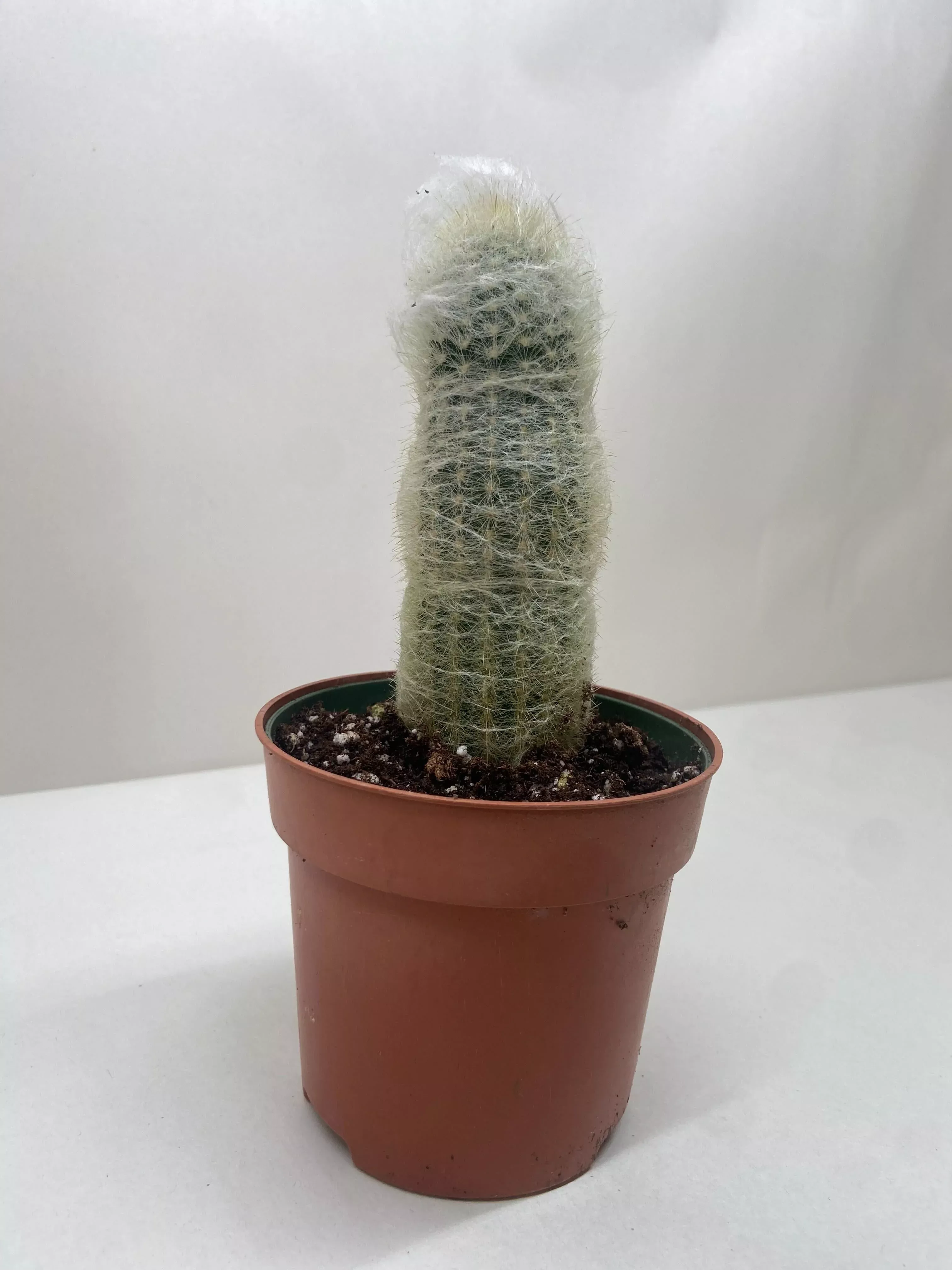 cactus-old-man Cactus 'Old Man'