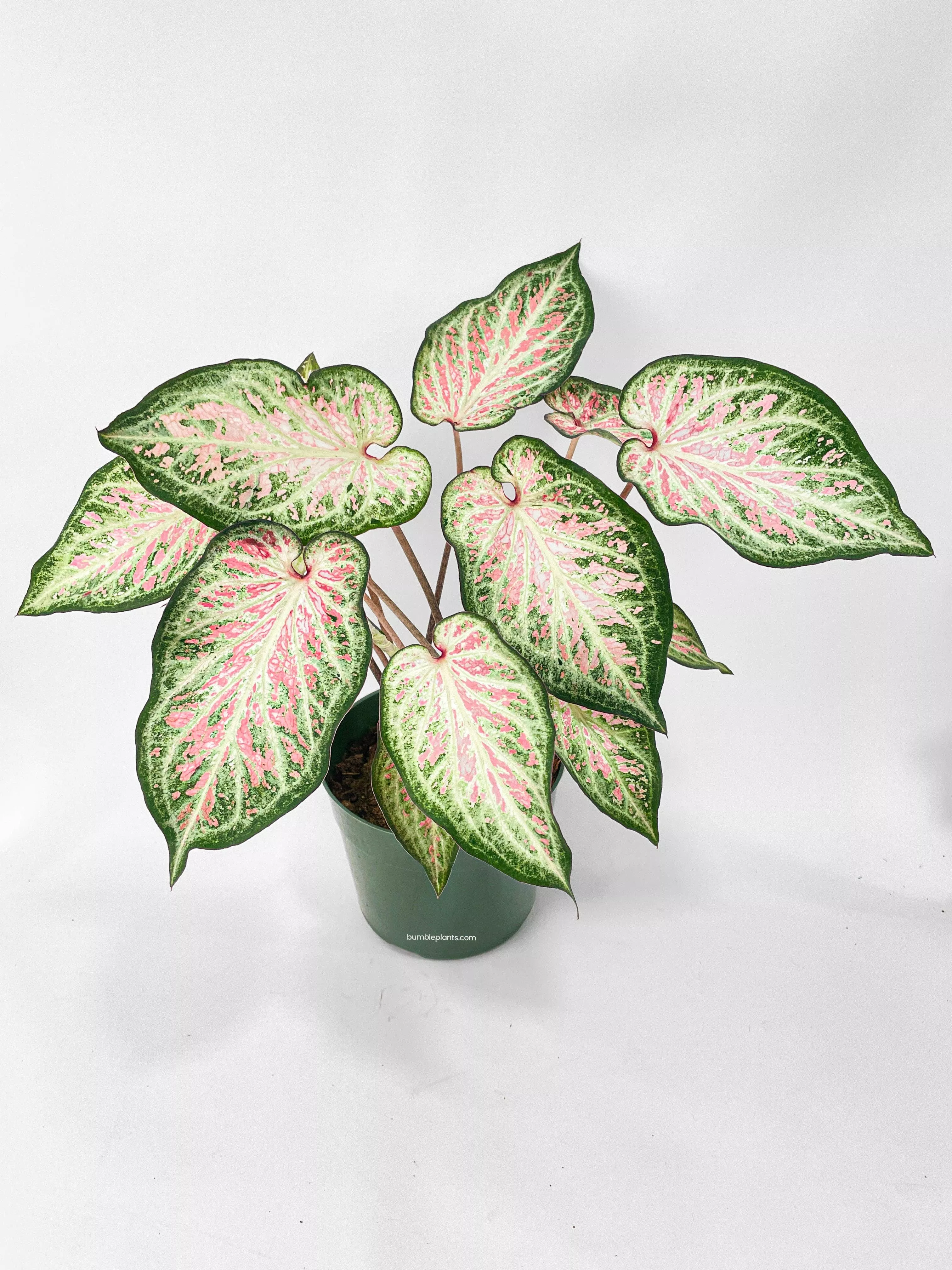 caladium-candyland-pink-green-angel-wings Caladium Candyland Pink & Green Angel Wings