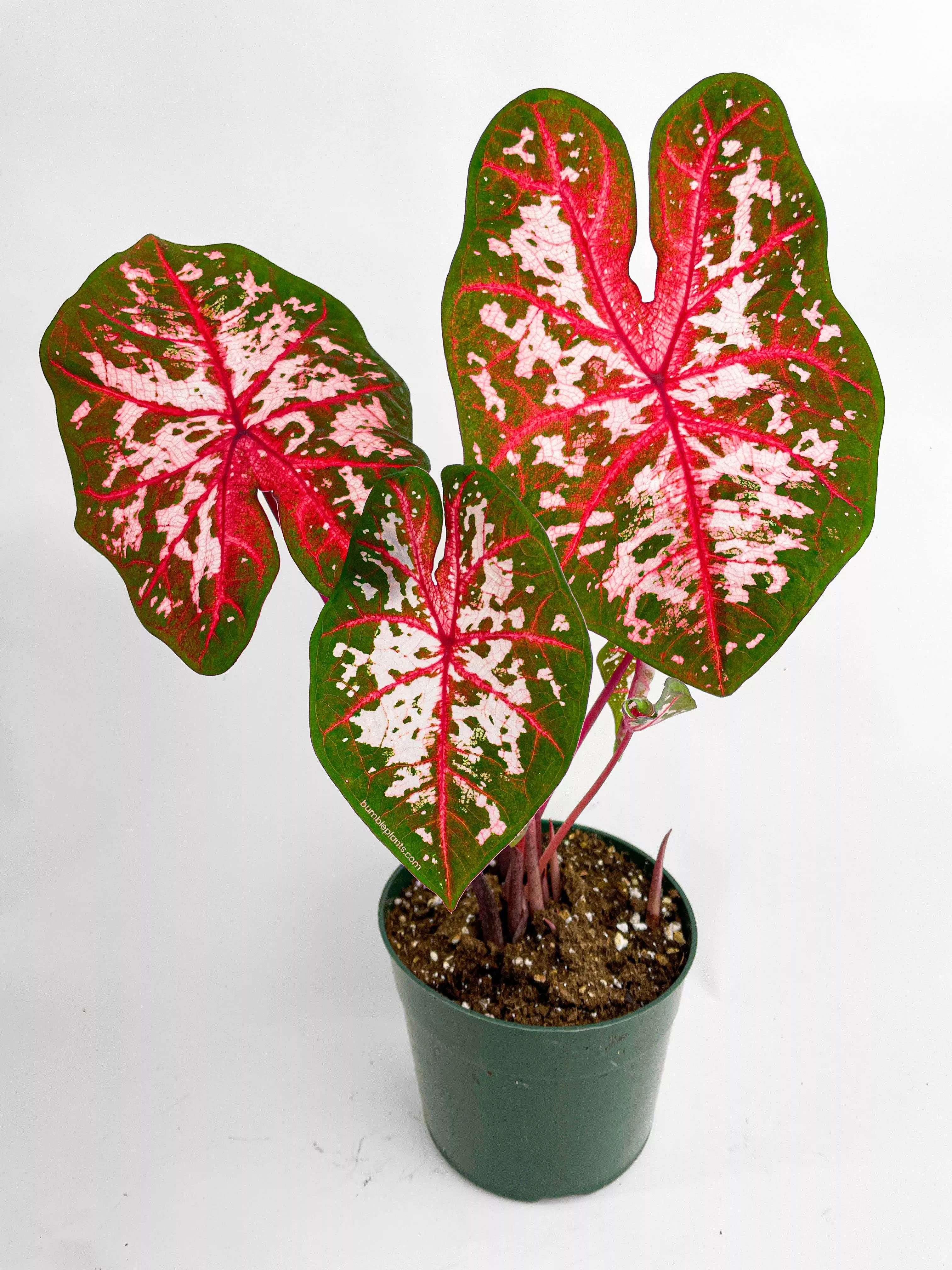 caladium-carolyn-whorton Caladium Carolyn Whorton