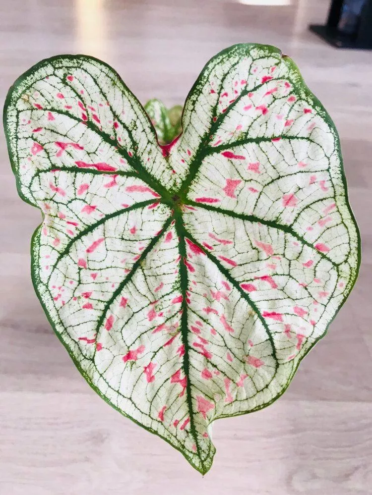 caladium-marie-moir-pink-polka-dot Caladium Marie Moir Pink "Polka Dot"