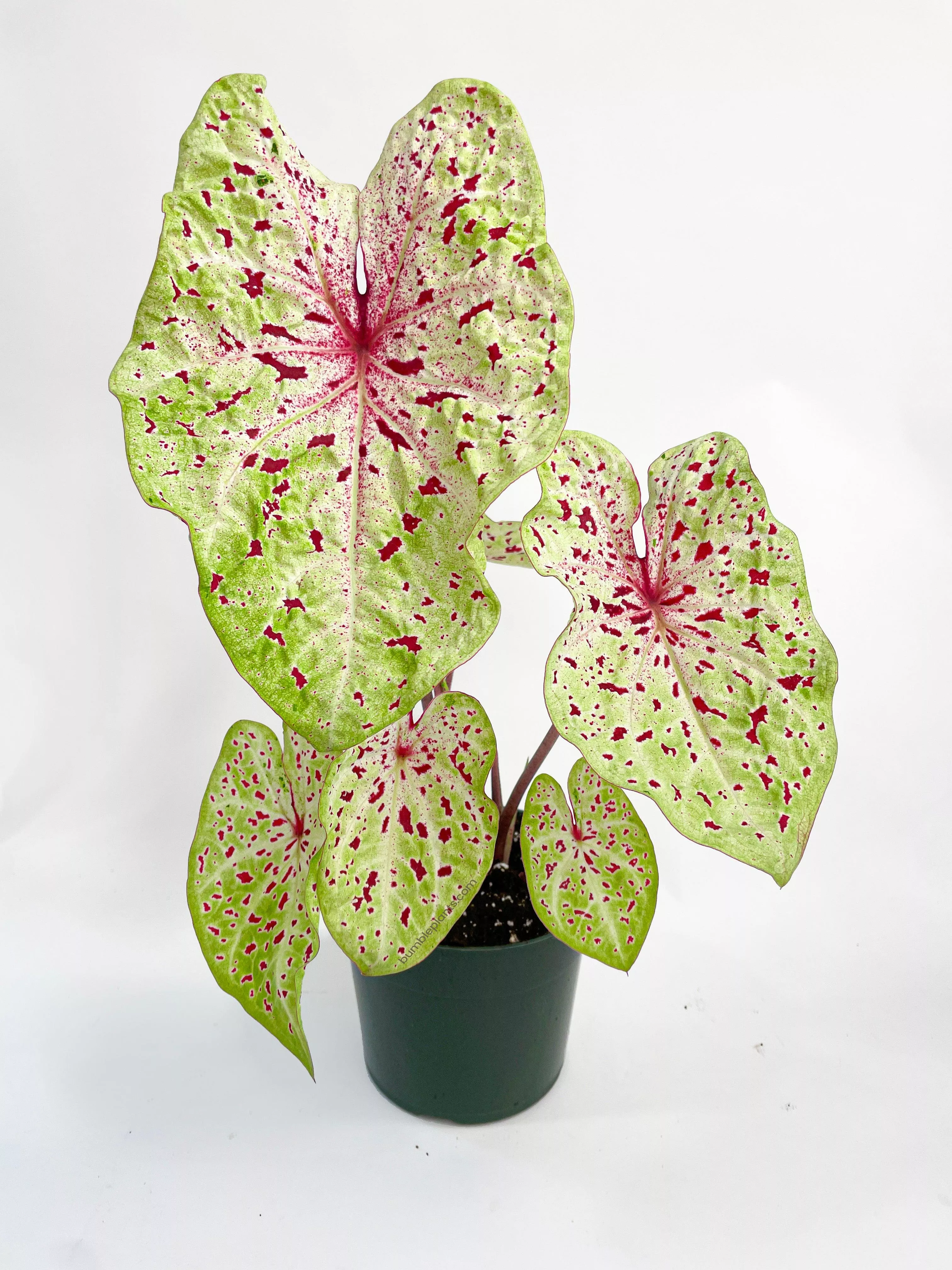 caladium-miss-muffet Caladium Miss Muffet