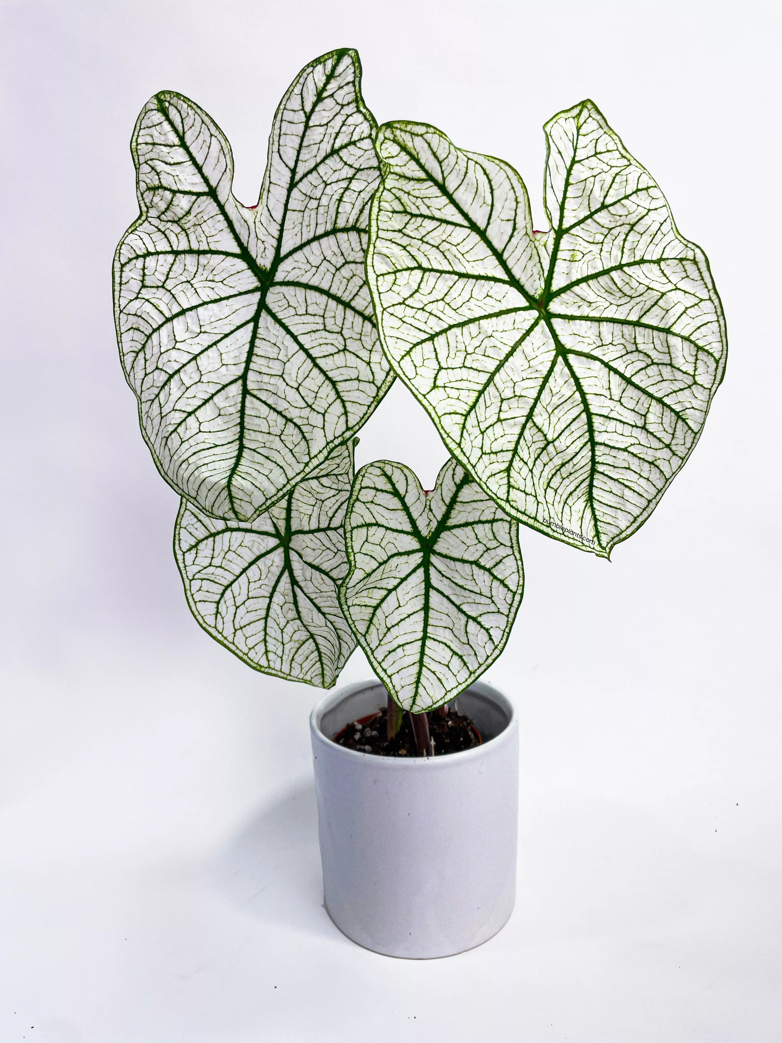 caladium-white-christmas-butterfly-wings Caladium 'White Christmas' Butterfly Wings