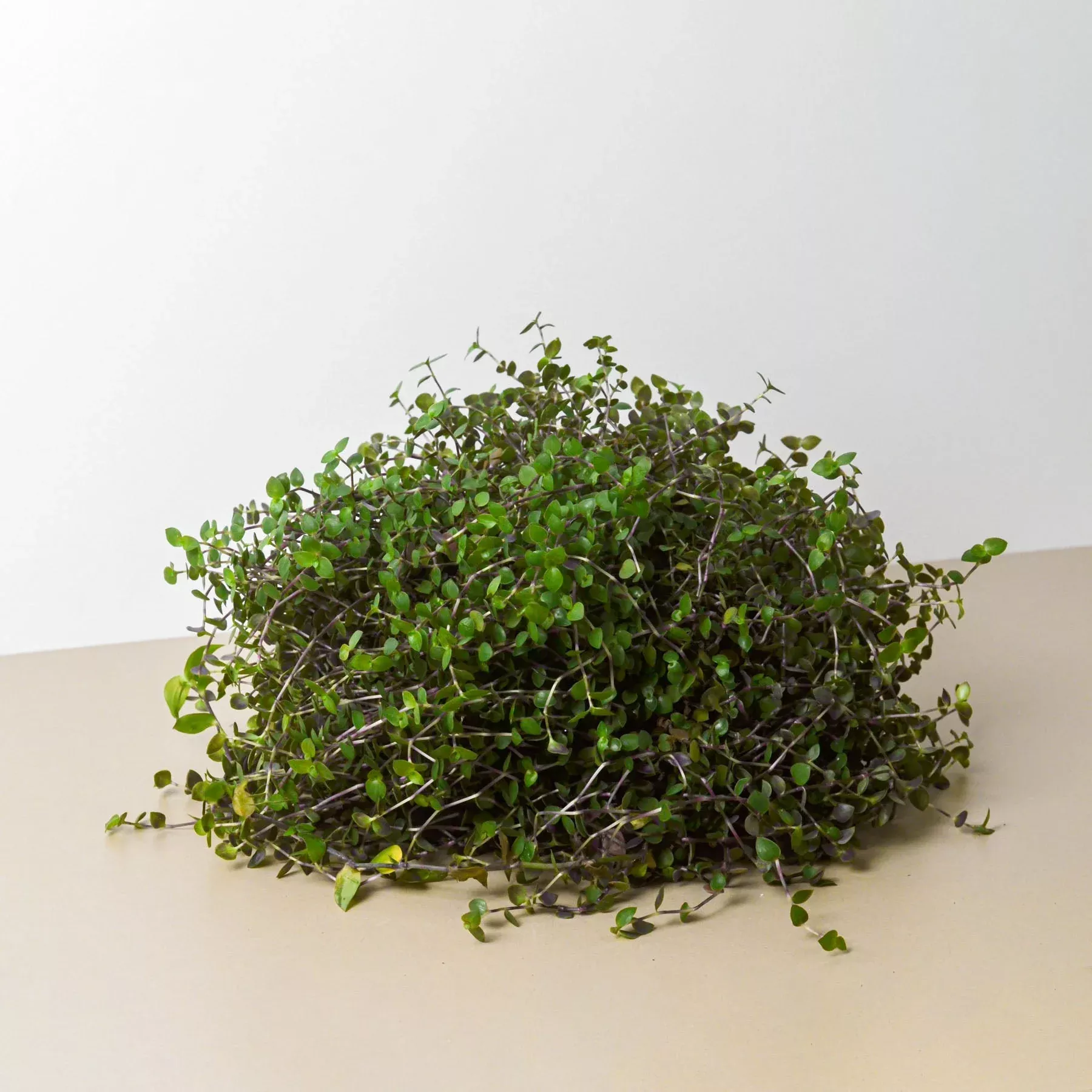 calasia-repens Calasia Repens